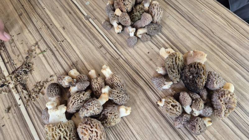 Konya’da kendiliğinden yetişiyor, toplayana kazandırıyor 10